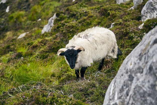 Weidende Schafe in einem Feld, das mit Felsen und Gras unter dem Sonnenlicht im Connemara-Nationalpark bedeckt ist