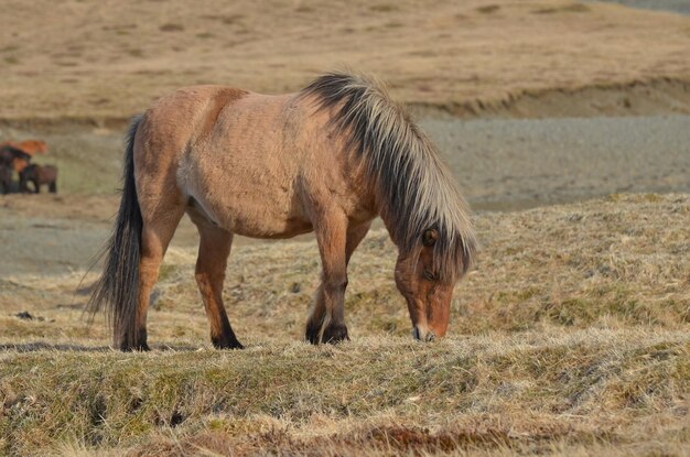 Weidendes isländisches Pony im Frühsommer.