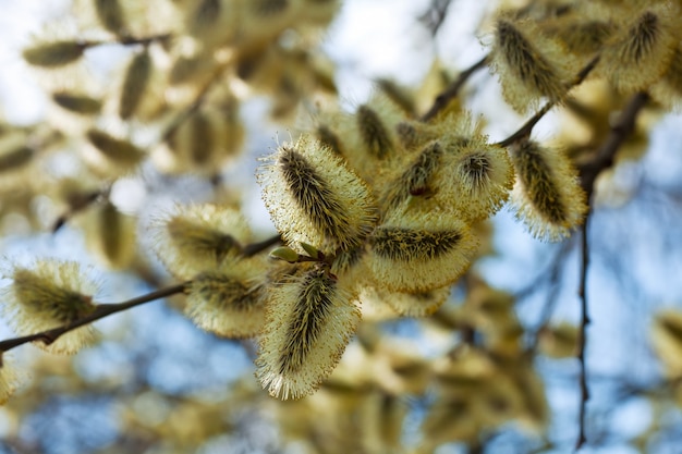 Kostenloses Foto weidenkätzchen zweige im frühjahr