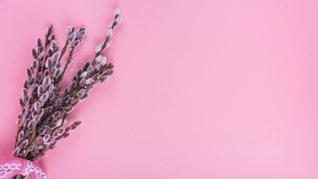 Weidenniederlassungen mit Kätzchen auf rosa Tabelle