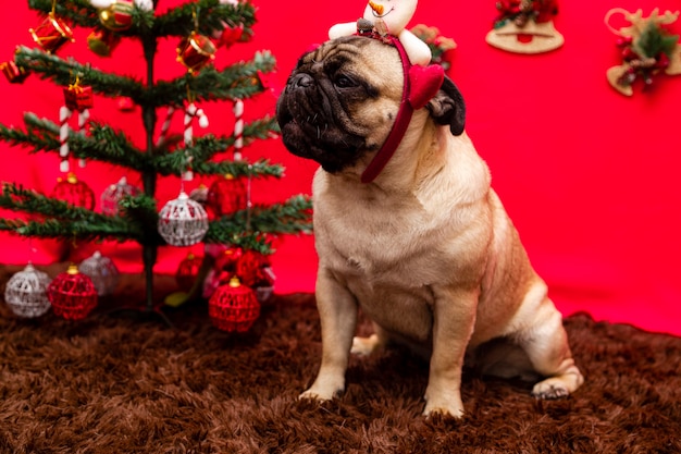 Weihnachtshaustierfotografie mit mopshund. Premium Fotos