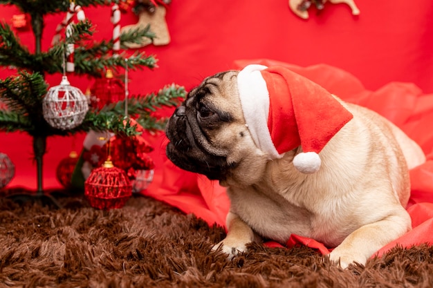 Weihnachtshaustierfotografie mit mopshund.
