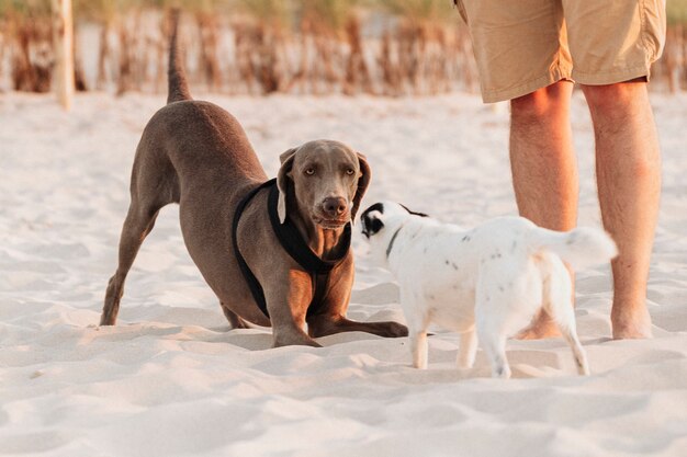 Weimaraner und Jack Russell Terrier spielen zusammen am Strand