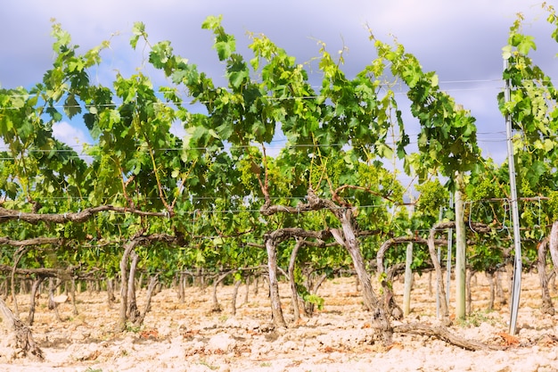 Weinberge in der Nähe von Haro