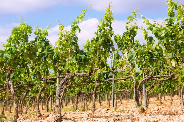 Weinberge in der Nähe von Haro