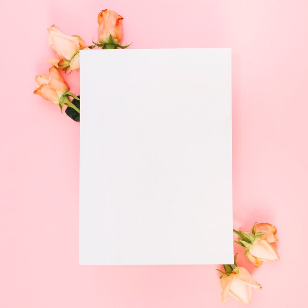 Weißbuch über den Rosen gegen rosa Hintergrund