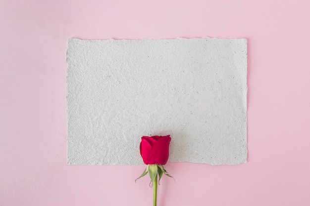 Weißbuch und schöne rote Rose