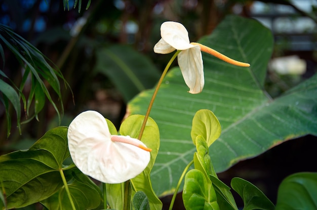 Weiße anthurie blühende pflanze oder araceae schwanzblume flamingoblume und spitzeblatt-spitzenkraut