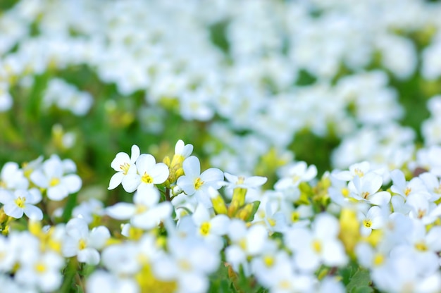 Weiße Blüten mit Blur Hintergrund