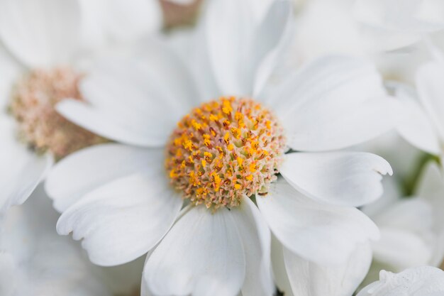 Weiße Blütenblätter der Blume mit gelber Mitte