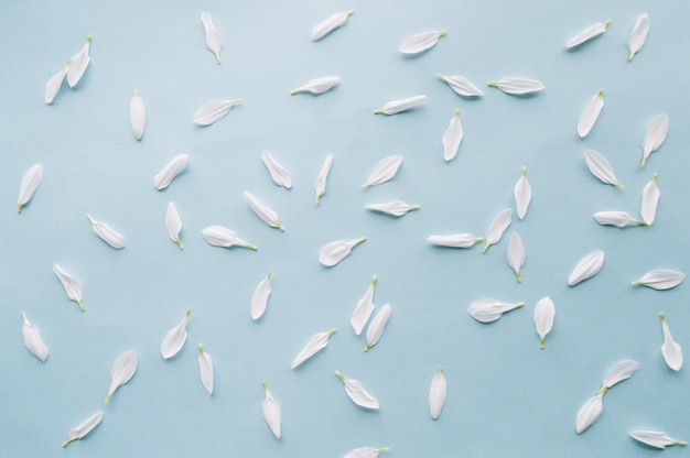 Weiße Blütenblätter über einem hellblauen Hintergrund