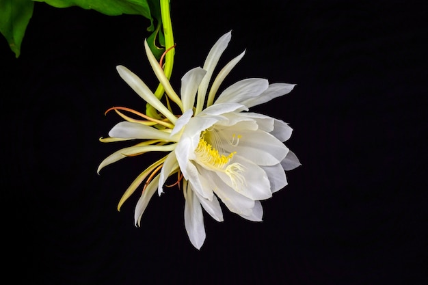 Weiße Blume auf schwarzem Hintergrund