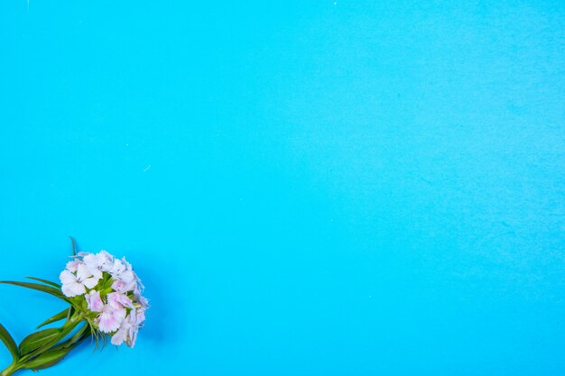 Weiße Blume der Draufsicht kopieren Raum auf einem blauen Hintergrund