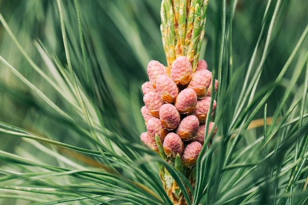 Weiße Blume, die im Frühjahr blüht