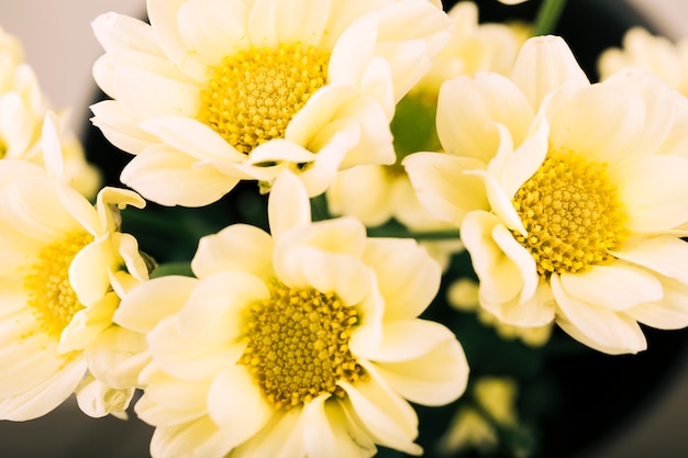 Weiße Blume, die im Garten blüht