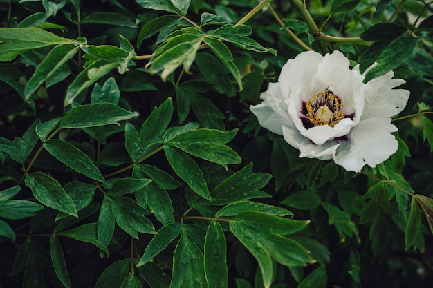 Weiße Blume in der Blüte auf lebendigen grünen Blättern