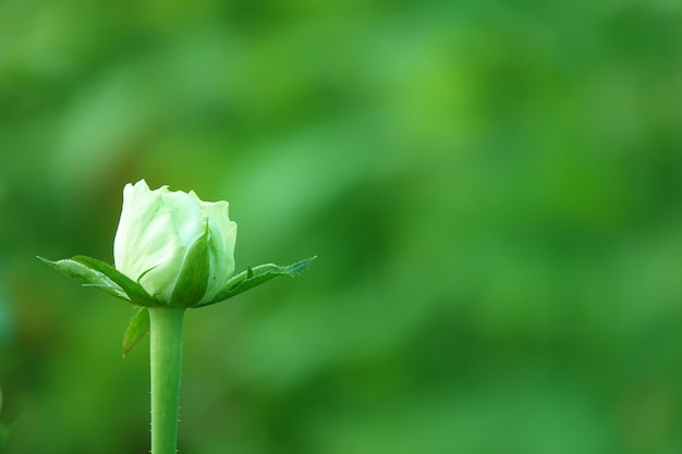 Weiße Blume mit unscharfen Hintergrund