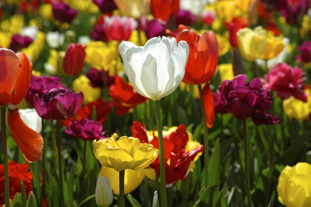 Weiße Blume unter anderem gelb und rot