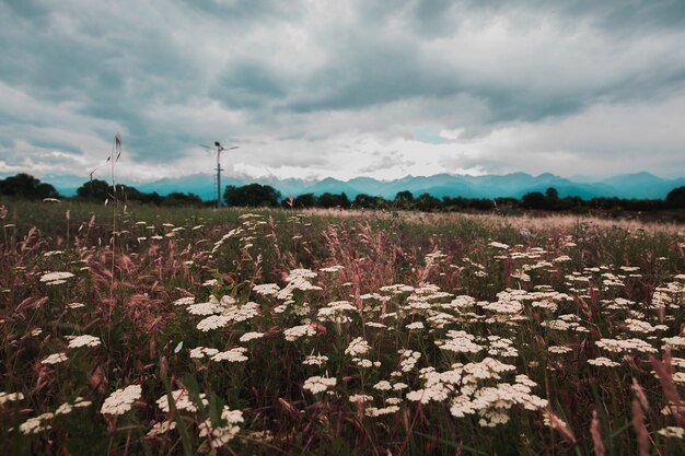 Weiße Blumen auf den grünen Feldern