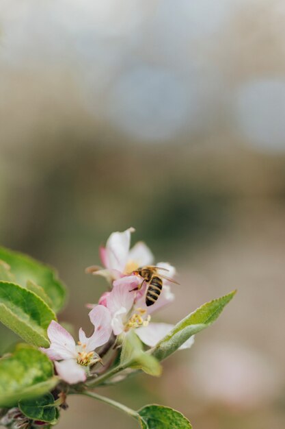 Weiße Blumen auf einem Ast