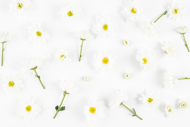 Kostenloses Foto weiße blumen auf einfachem hintergrund