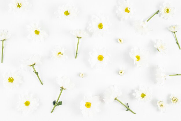 Weiße Blumen auf einfachem Hintergrund