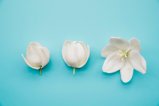 Weiße Blumen der Blüte auf blauem Hintergrund