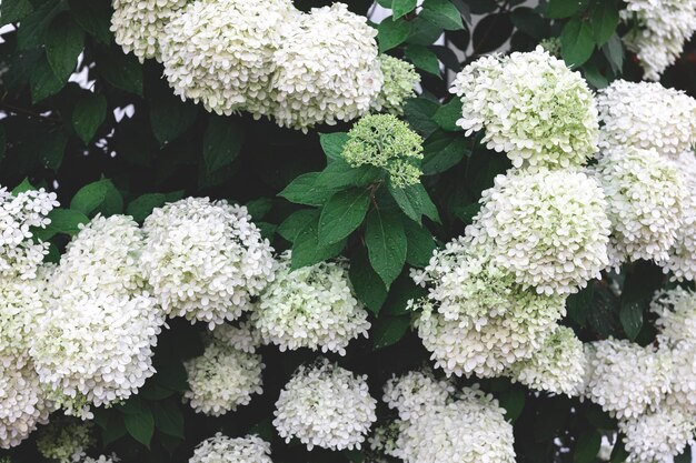 Weiße Blumen der Nahaufnahme auf einem natürlichen Hintergrund des Busches