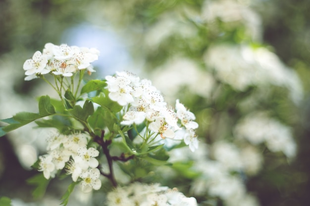 Weiße Blumen ganz nah