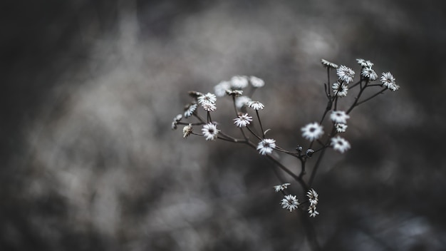 Weiße Blumen im Makroschuss