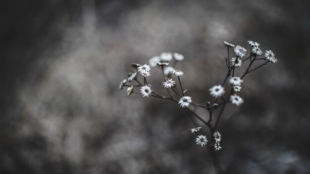 Weiße Blumen im Makroschuss