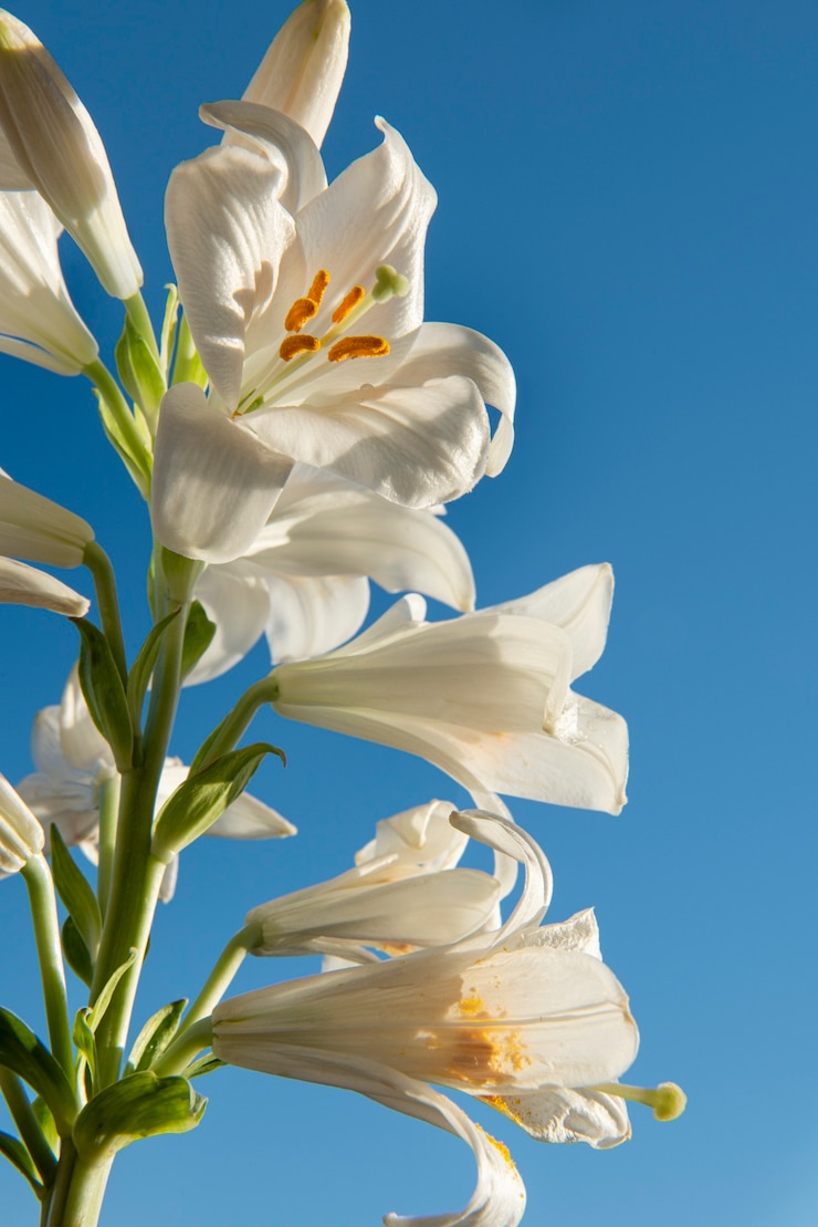 Kostenlose Foto weiße blumen mit blauem hintergrund