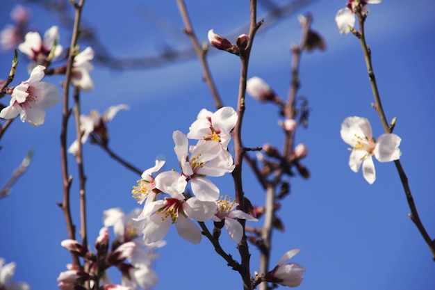 Kostenloses Foto weiße blumen