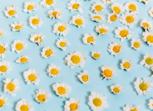Weiße Daisy Flowers auf blauem Hintergrund