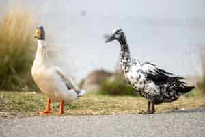 Kostenloses Foto weiße ente auf grauem betonboden während des tages