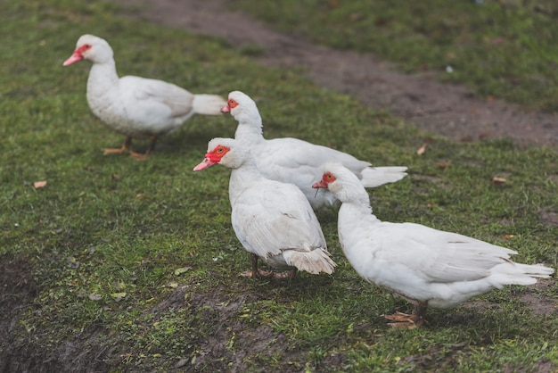 Weiße Enten auf grünem Gras