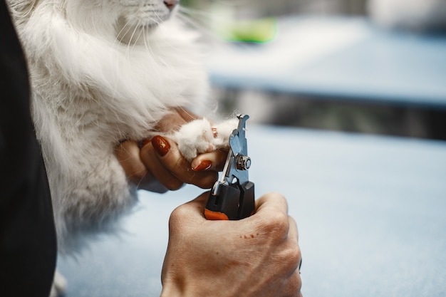 Weiße flauschige Katze. Tierarzt mit Katzen. Tiere auf der Couch.