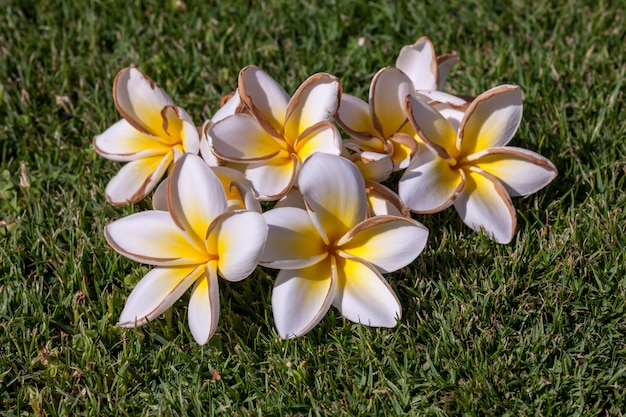 Kostenloses Foto weiße frangipani-blüten mit blättern