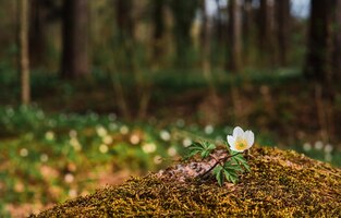 Weiße frühlingsblume auf mit moos bedecktem stein vor dem hintergrund des nördlichen kiefernwaldes anemone nemorosa erster frühling kann blumen schließen, weicher, selektiver fokus, unscharfer hintergrund, banneridee