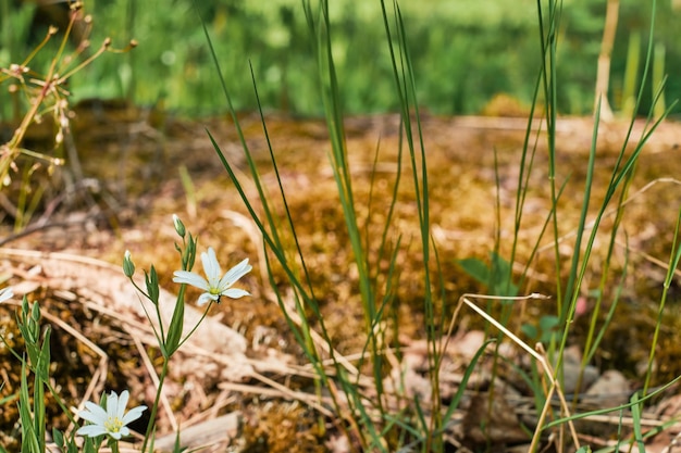 Weiße Frühlingsblumen auf dem Hintergrund des Waldes Nahaufnahme selektiver Fokus auf die Knospen Naturhintergrundidee mit Kopierraum