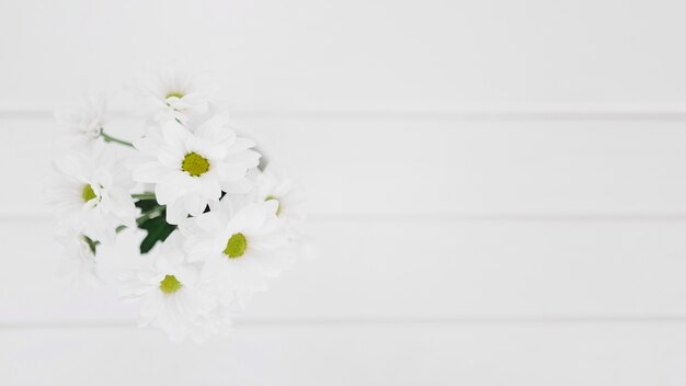 Weiße Gänseblümchen in geschlossen von oben