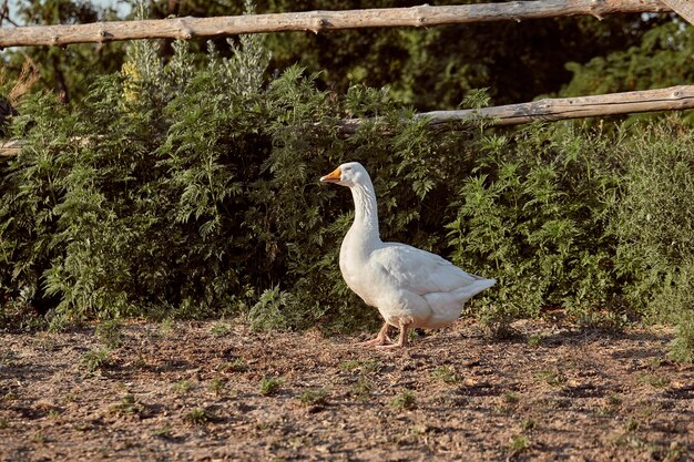 Weiße Gans, die für Spaziergänge im Garten genießt. Hausgans auf einem Spaziergang im Hof. Ländliche Landschaft. Gansfarm. Hausgans.