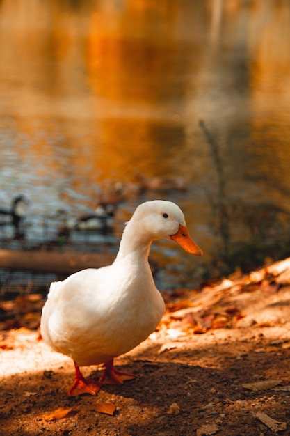 weiße Gans, die mit verwirrten Augen am Seeufer steht