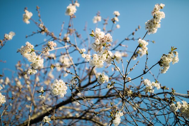 Weiße Kirschblüte tagsüber