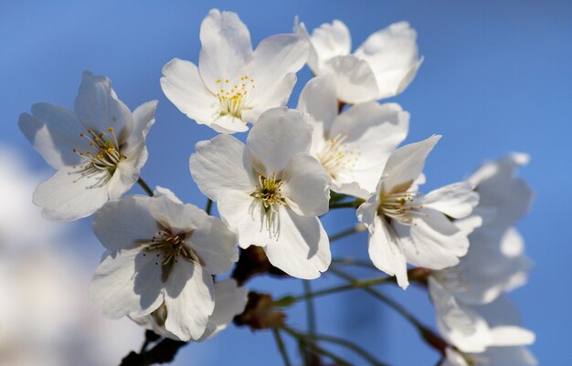 Weiße Kirschblütenblüten, die auf einem Baum mit verschwommenem Hintergrund im Frühjahr blühen