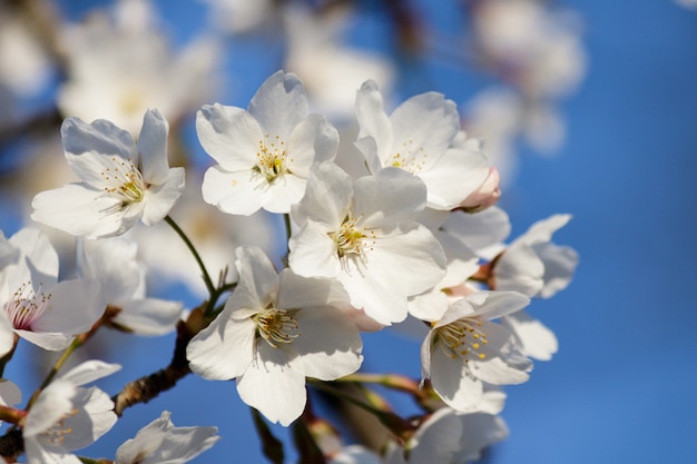 Weiße Kirschblütenblüten, die auf einem Baum mit verschwommenem Hintergrund im Frühjahr blühen