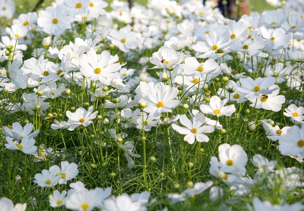 weiße kosmos blumen