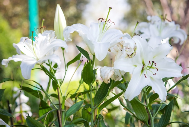 Weiße Lilienblüte im Garten