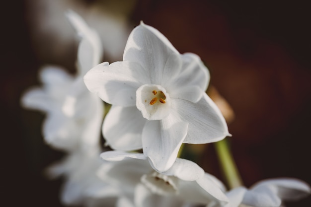 Weiße Lilienblume