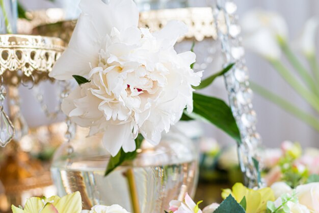 Weiße Pfingstrosenblume schließen oben auf einem Glas.
